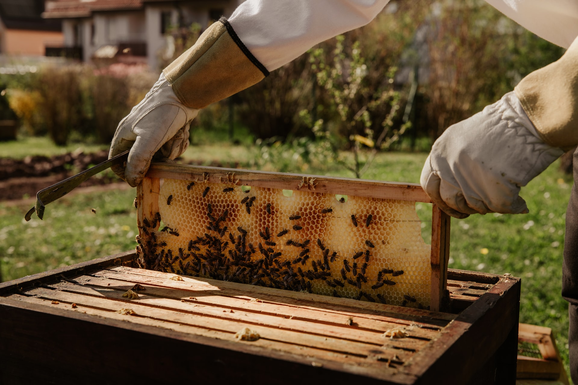 how to start a honey business