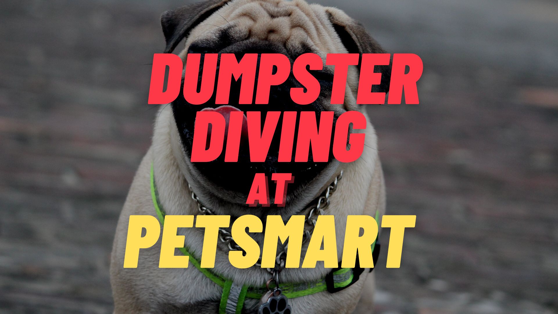 Dumpster Diving at PetSmart