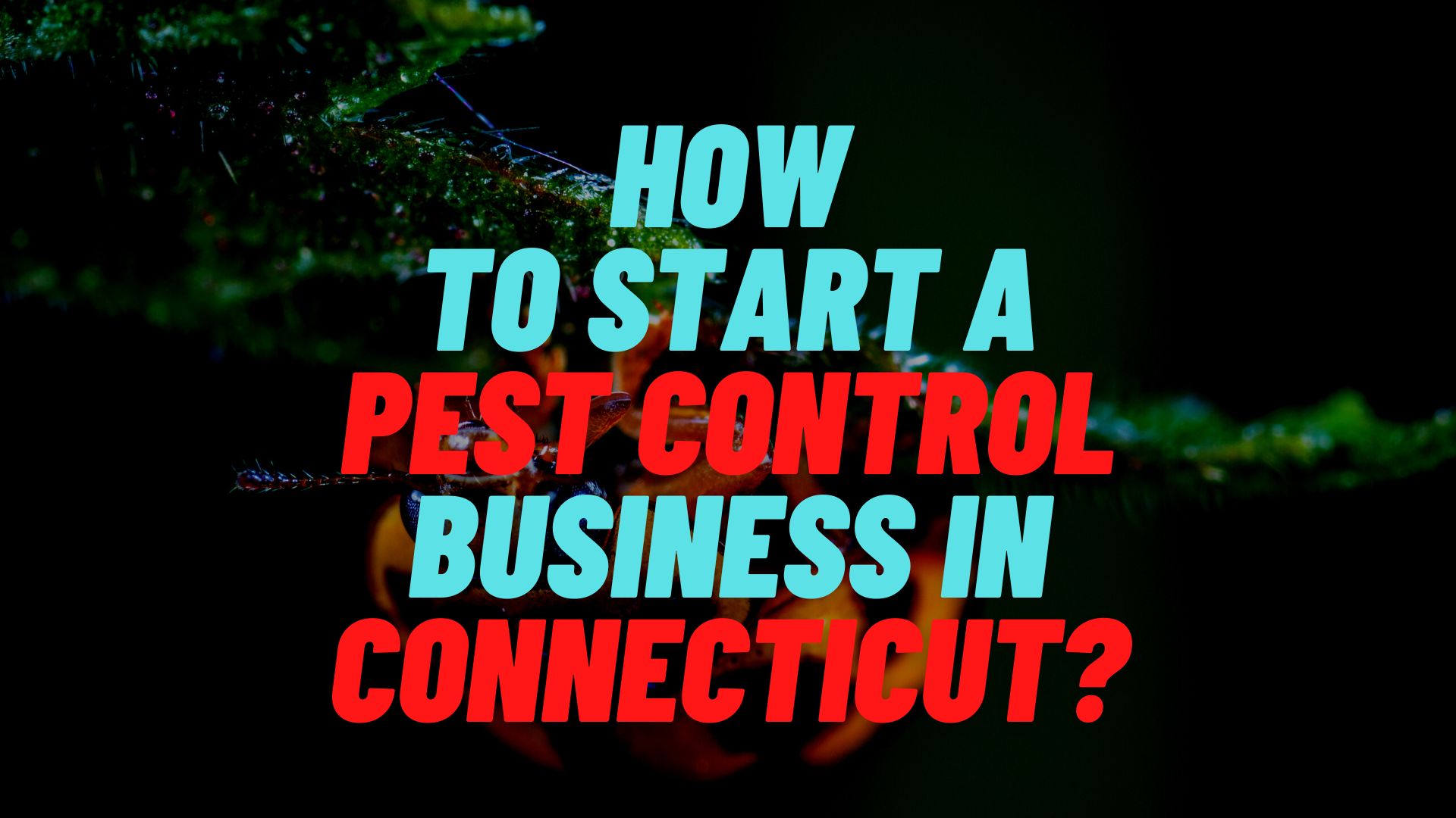 How to start a pest control business in Connecticut?