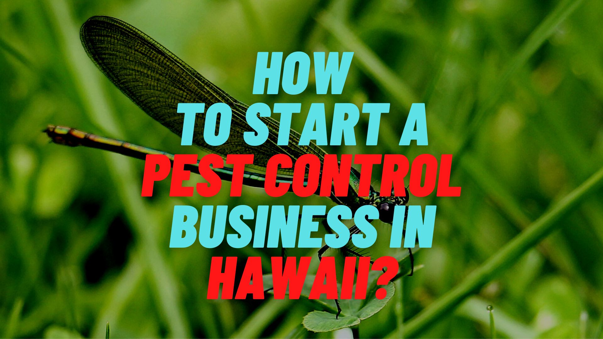 How to start a pest control business in Hawaii?