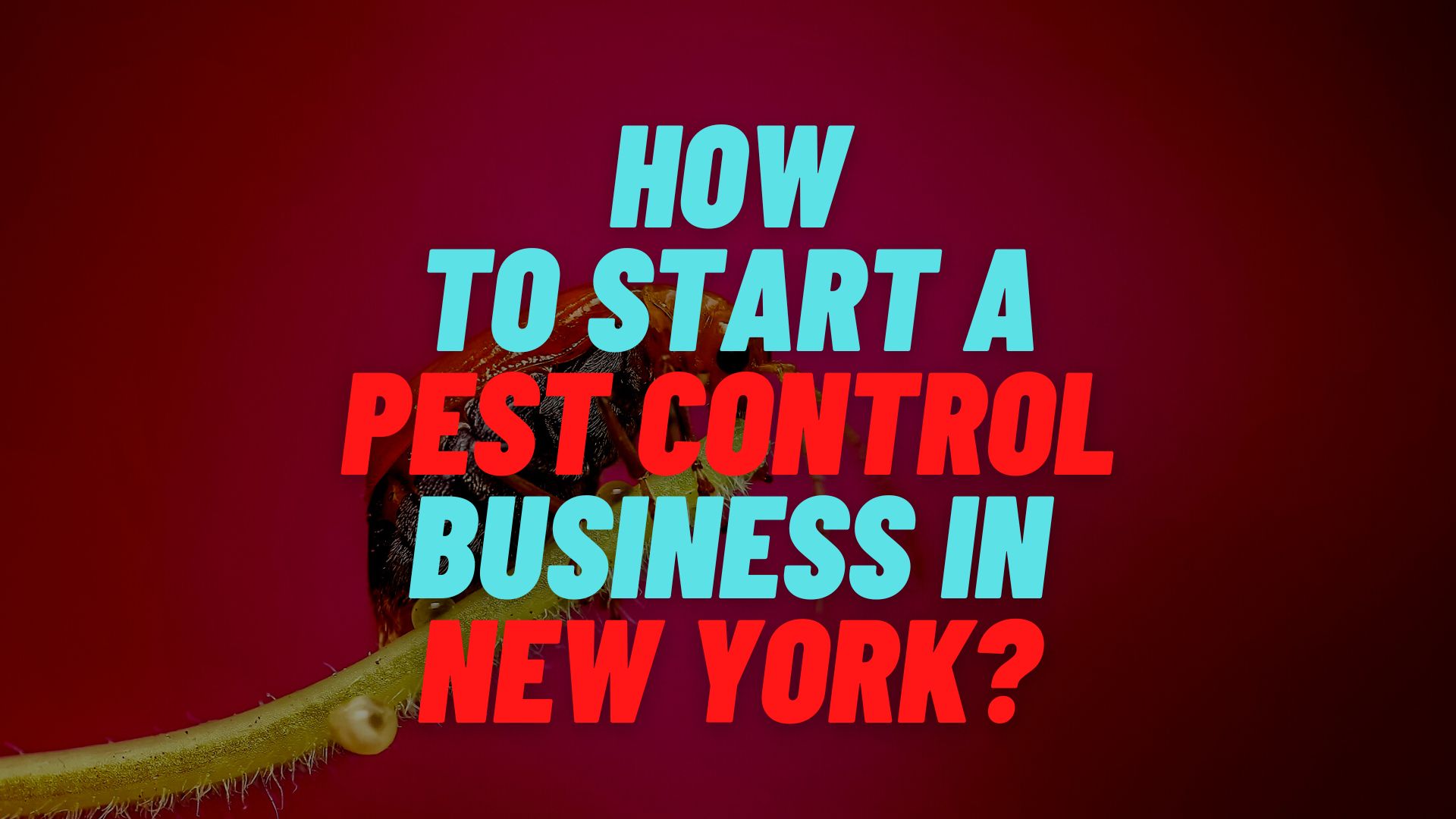 How to start a pest control business in New York?
