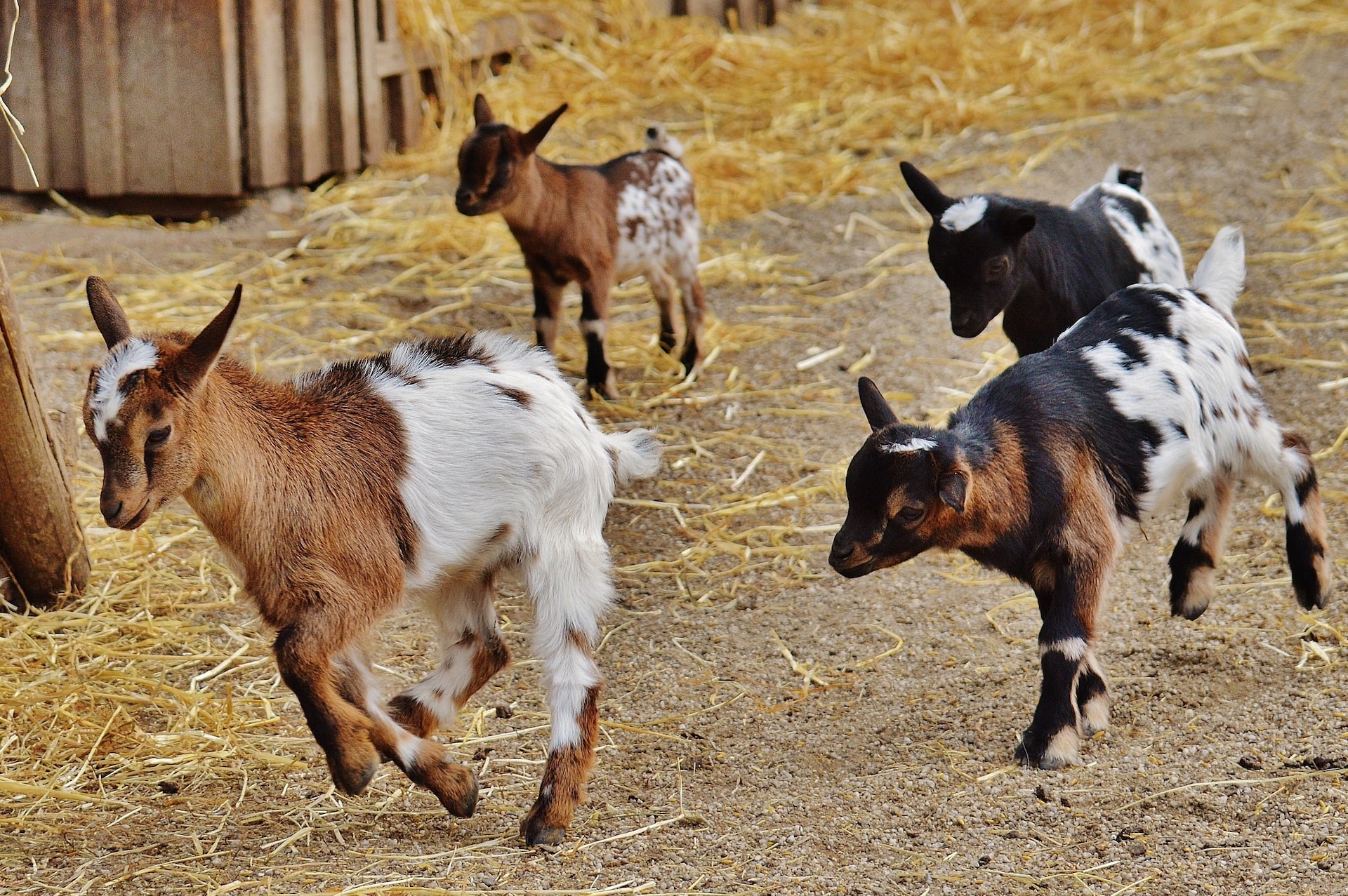 How to start a goat rental business?