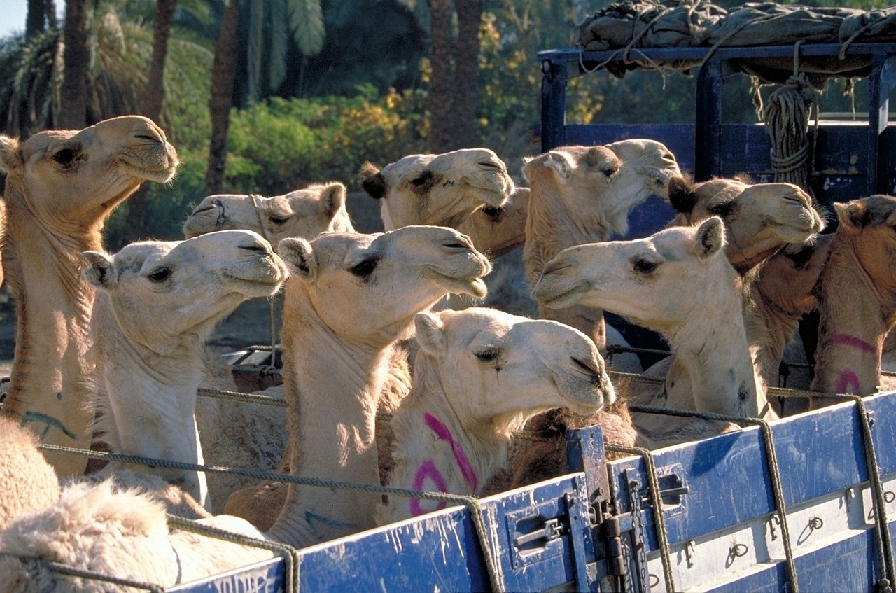 How to start a livestock transport business?