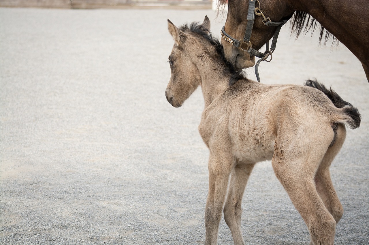 How to start a horse breeding business?